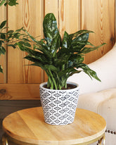 Aglaonema Maria plant